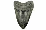 Fossil Megalodon Tooth - Razor Sharp Serrations #265028-1
